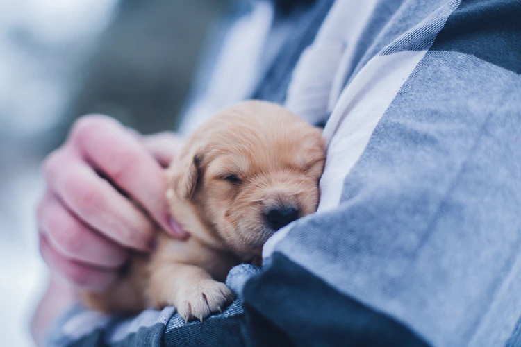 The Best Video Game Dogs