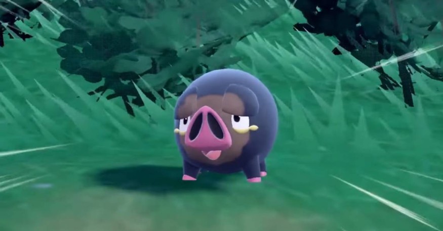 lechonk