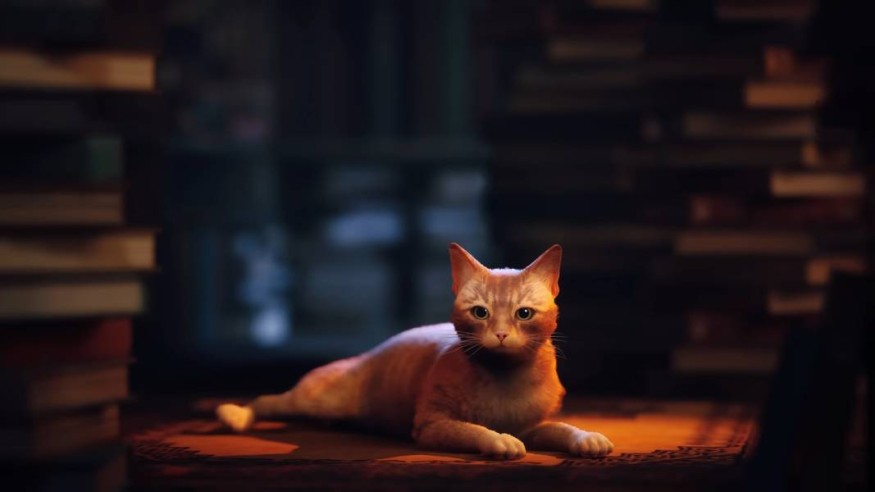 stray trailer